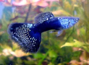 Гуппи - аквариумные рыбки: содержание, размножение, мальки, фото, гуппи Эндлера
