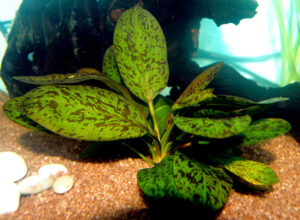 Эхинодорус, аквариумное растение, фото, виды: нежный, амазонский, красный, оцелот