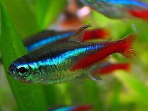 Рыбка неон, Красный неон, Черный неон: содержание, размножение, фото | Аквариум: все об аквариумных рыбках и растениях