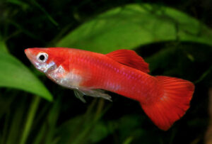 Живородящие аквариумные рыбки (рыбы): фото | Аквариум: все об аквариумных рыбках и растениях