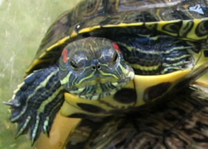 Аквариум для красноухой черепахи, фото