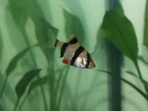 Барбусы (Barbus): аквариумные рыбки, содержание, разведение, размножение, фото, совместимость, редкие виды