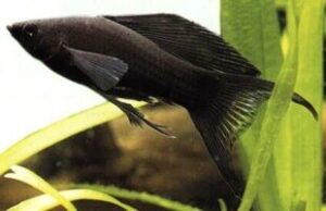 Моллинезия, аквариумная рыбка моллинезия: черная, размножение, содержание, фото | Аквариум: все об аквариумных рыбках и растениях