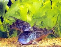 Сомик крапчатый, аквариумная рыбка: фото, содержание и уход, разведение и размножение