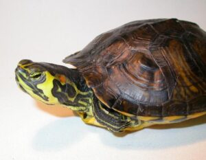 Красноухая черепаха: содержание и уход, фото